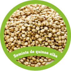 Seminte de quinoa alba